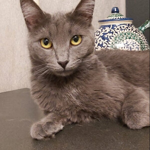 Dyma, Russian blue in good hands. ..viber.+639463422605 | PostAds PH