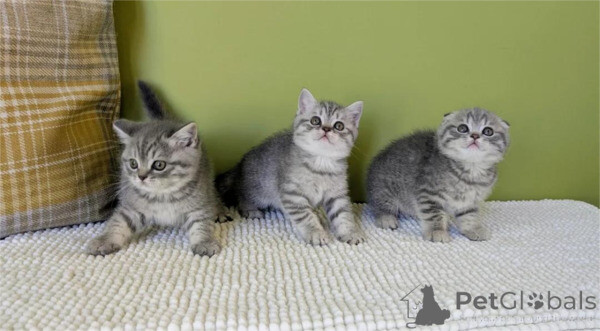 Sweet and delightful scottish fold kitten ..viber.+639463422605