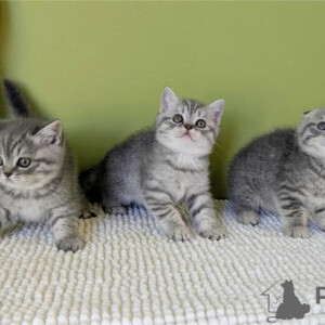 Sweet and delightful scottish fold kitten ..viber.+639463422605 | PostAds PH
