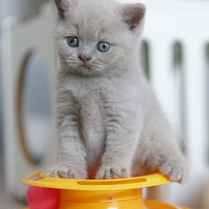 Our British Shorthair kitten is an absolute..viber.+639463422605 | PostAds PH