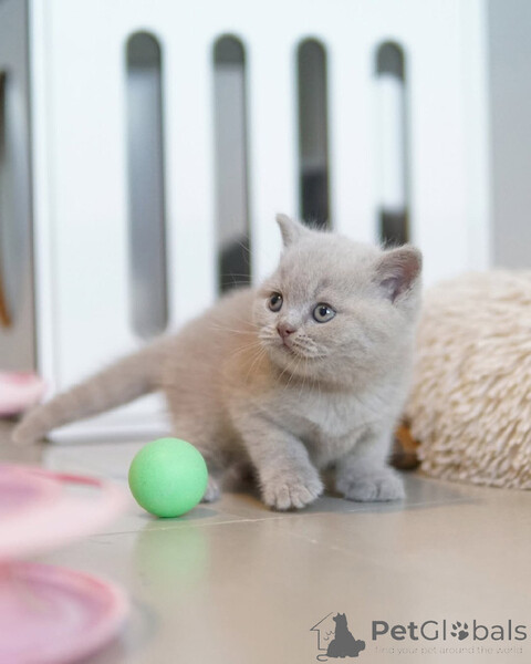 British Shorthair for adoption..viber.+639463422605