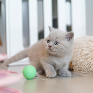 British Shorthair for adoption..viber.+639463422605 | PostAds PH
