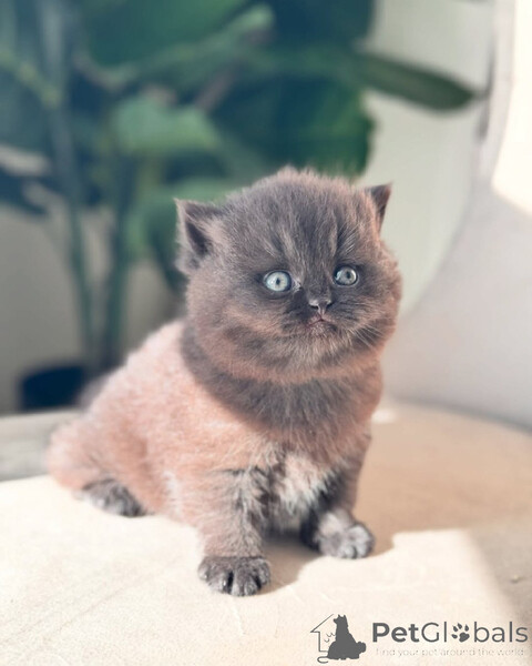 tunning British Shorthair Calm, Affectionate,..viber.+639463422605