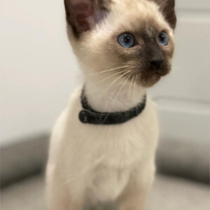 Registered traditional Siam kitten..viber.+639463422605 | PostAds PH
