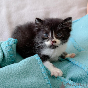 "Meet our adorable domestic kittens!..viber.+639463422605 | PostAds PH