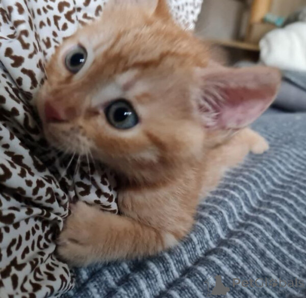 "Meet our adorable tabby cat!..viber.+639463422605