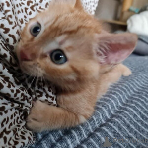 "Meet our adorable tabby cat!..viber.+639463422605 | PostAds PH