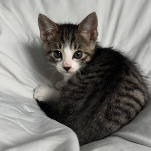 "Meet our adorable domestic short hair kittens!..viber.+639463422605 | PostAds PH