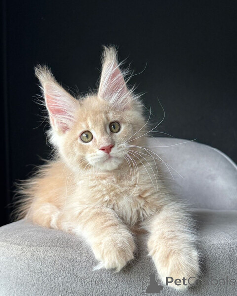 beautiful Maine Coon kittenss..viber.+639463422605