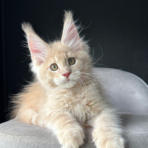 beautiful Maine Coon kittenss..viber.+639463422605 | PostAds PH