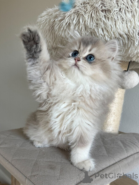 stunning litter oof British Shorthair kittens..viber.+639463422605