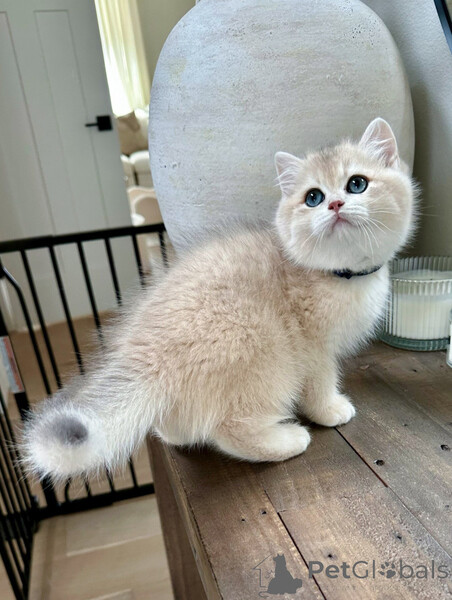 We are excited to offer our stunning litter of British Shorthair kitten