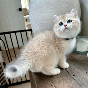 We are excited to offer our stunning litter of British Shorthair kitten | PostAds PH