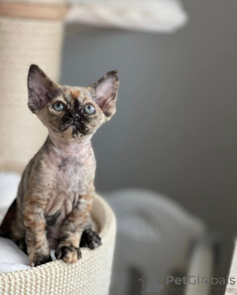 Devon Rex kittens, ..viber.+639463422605