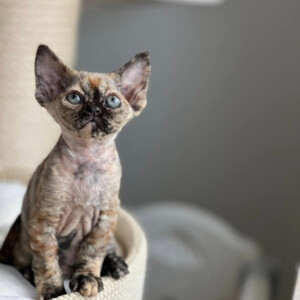 Devon Rex kittens, ..viber.+639463422605 | PostAds PH