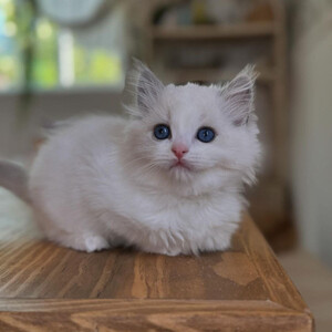 Our beautiful Ragdoll kittens are now ready..viber.+639463422605 | PostAds PH