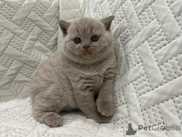  British Shorthair kitten is an absolute delightboth +639463422605