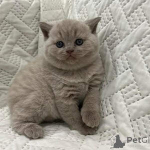 British Shorthair kitten is an absolute delightboth +639463422605 | PostAds PH