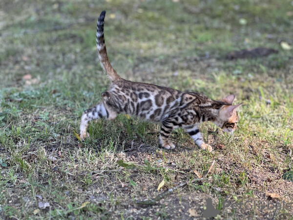 A beautiful boy, Savannah F2, is looking for his family.