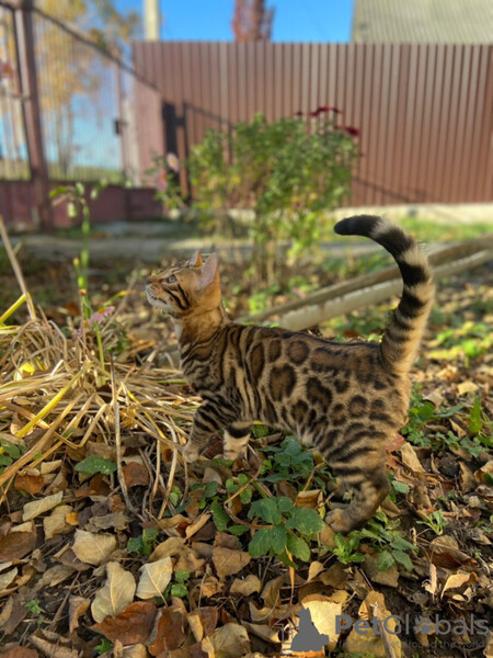 The Bengal cattery offers gorgeous kittens..viber.+639463422605
