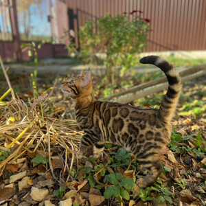 The Bengal cattery offers gorgeous kittens..viber.+639463422605 | PostAds PH
