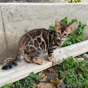 The Bengal cattery offers kittens for breeding..viber.+639463422605 | PostAds PH