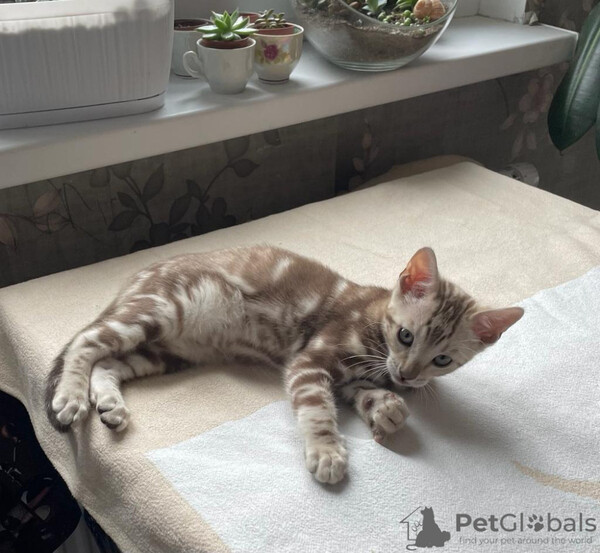 Marble Snow Bengal Boy  Sell ..viber.+639463422605