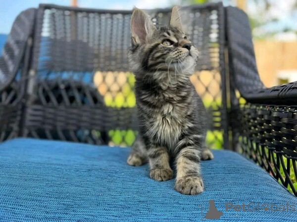 Maine coon..viber.+639463422605