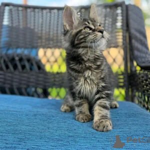 Maine coon..viber.+639463422605 | PostAds PH