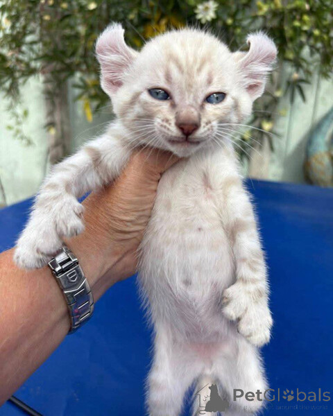 Ragdoll kittens for adoption..viber.+639463422605