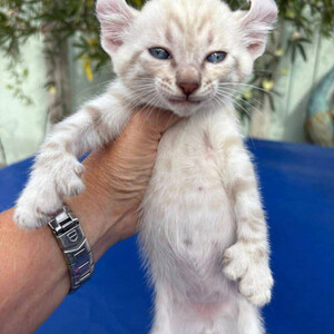 Ragdoll kittens for adoption..viber.+639463422605 | PostAds PH