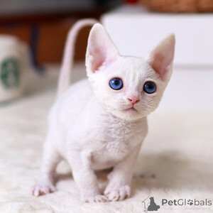 Stunning Devonrex Kitten..viber.+639463422605 | PostAds PH