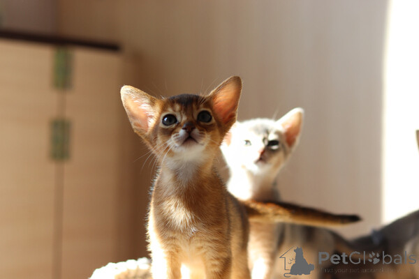 Abyssinian kittenss..viber.+639463422605