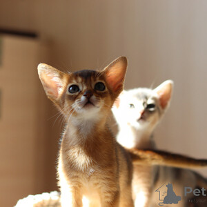 Abyssinian kittenss..viber.+639463422605 | PostAds PH
