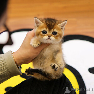 Lovely Munchkin kitten..viber.+639463422605 | PostAds PH