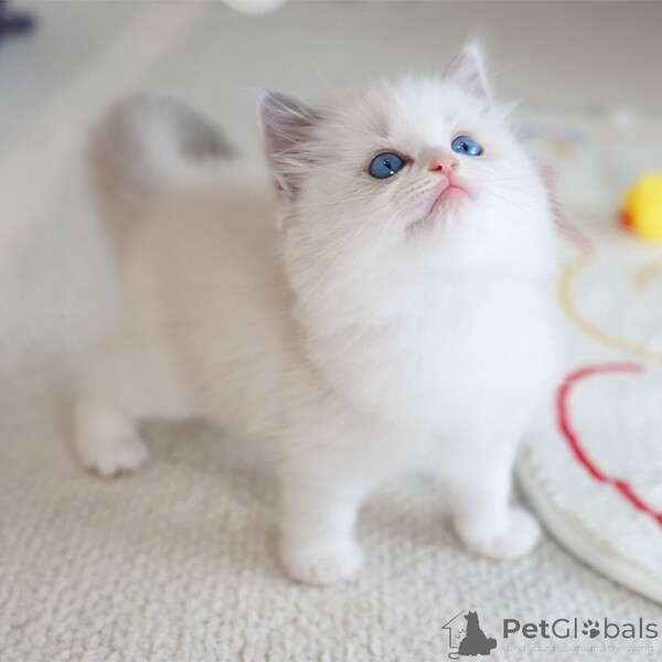 Lovely adorable Ragdoll kittenn..viber.+639463422605