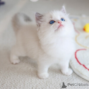 Lovely adorable Ragdoll kittenn..viber.+639463422605 | PostAds PH