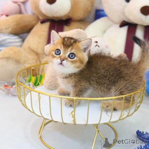 Lovelyy Munchkin kitten..viber.+639463422605 | PostAds PH