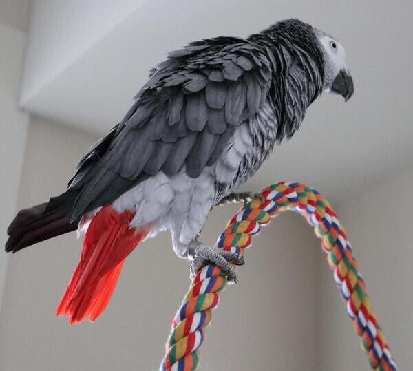 Female African Grey Parrots