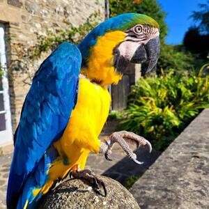 Accessories and cage Hyacinth macaw | PostAds PH