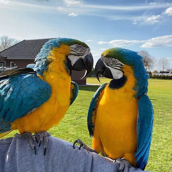 DNA papers 2 year old male Blue & Gold Macaw
