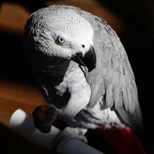 Sweet and lovely African grey parrots for sale | PostAds PH