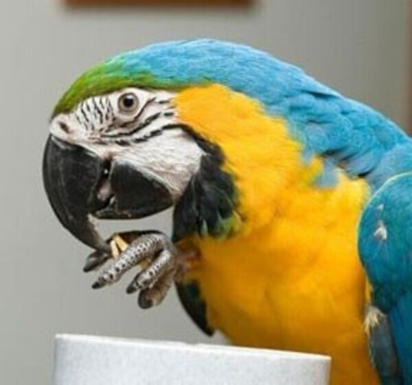 Beautiful and Talking Hahns Macaw