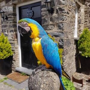 Beautiful Blue and Gold Macaws, | PostAds PH