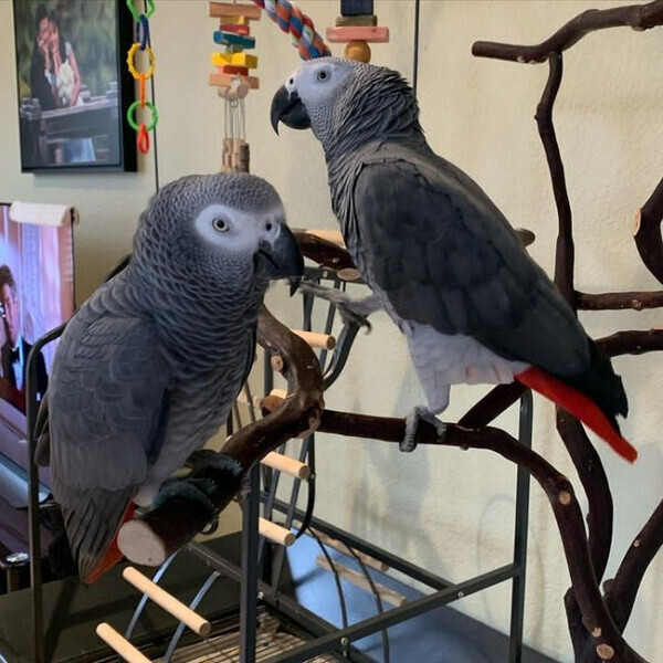 Outstanding African Grey Parrot for Adoption