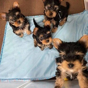Yorkie puppies | PostAds PH