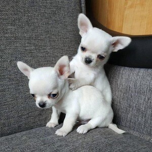 Beautiful chihuahua puppies | PostAds PH