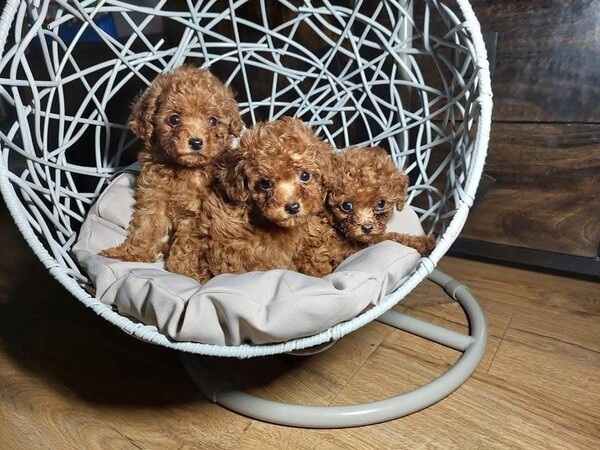 Adorable poodle puppies