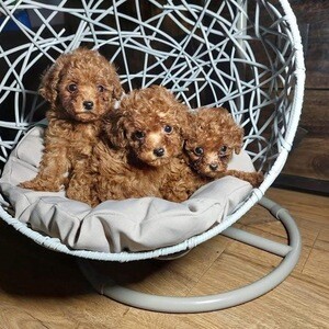 Adorable poodle puppies | PostAds PH