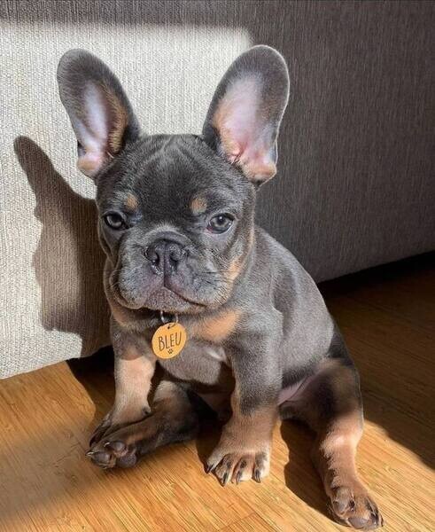 Frenchie puppy 